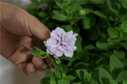 百花競艷，智繪未來——北京國際花展亮點花卉產品全覽